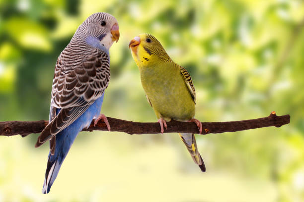 budgies are in the roost on the green background budgies are in the roost on the green background budgerigar photos stock pictures, royalty-free photos & images