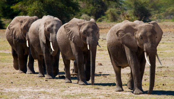istock Group of elephants walking on the savannah. 682216832