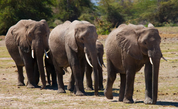 istock Group of elephants walking on the savannah. 682216834