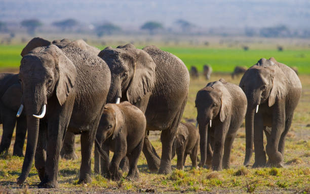 istock Group of elephants walking on the savannah. 682216930