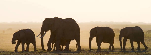 istock Group of elephants walking on the savannah. 682217108
