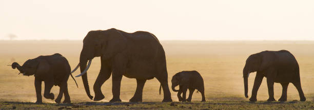 istock Group of elephants walking on the savannah. 682217148