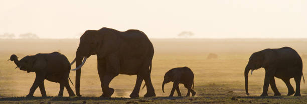 istock Group of elephants walking on the savannah. 682217272