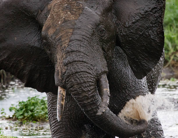 istock Big elephant in the savanna. 682217584