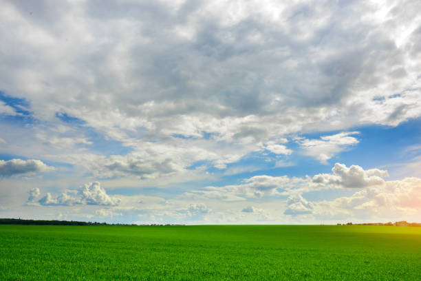 istock Green grass field and bright blue sky background 682219730