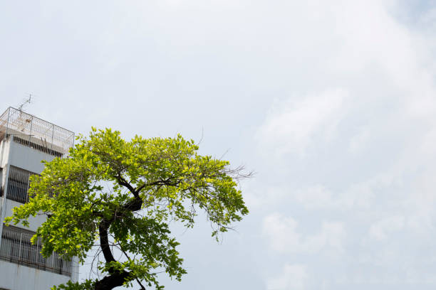 istock Lonely tree in the city 682222376