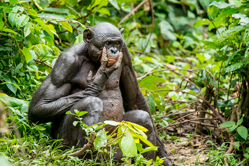 Close up shot of an adult Bonobo (Pan paniscus, Pygmy Chimpanzee) in DR Congo. This is a rare wildlife shot.