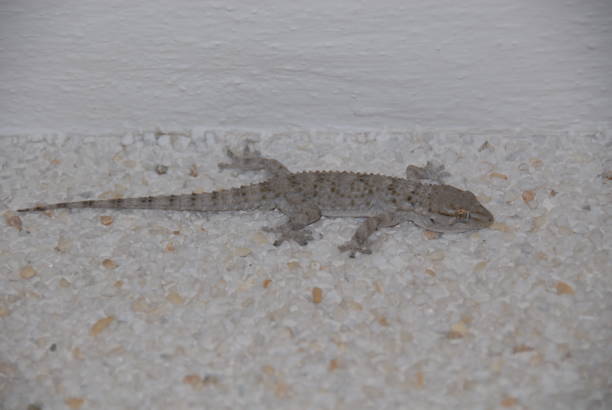 istock Gecko - Gekko in Spain 682223752