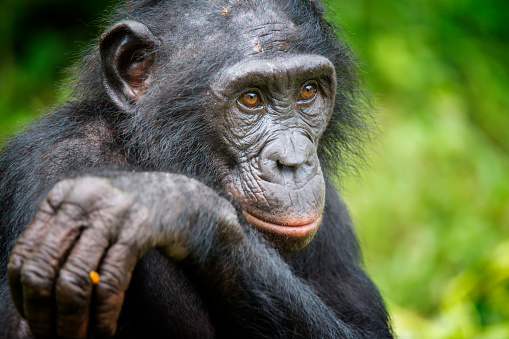 Retrato de un adulto Bonobo (paniscus de la cacerola, chimpancé pigmeo), fauna rara tiro photo