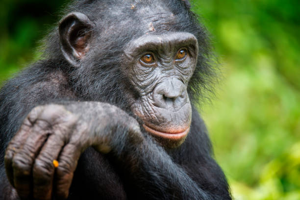 retrato de un adulto bonobo (paniscus de la cacerola, chimpancé pigmeo), fauna rara tiro - chimpancé fotografías e imágenes de stock