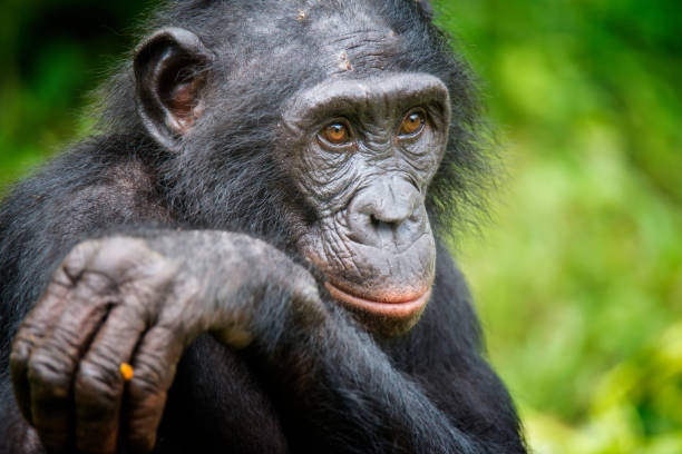 Portrait of an adult Bonobo (Pan paniscus, Pygmy Chimpanzee), rare wildlife shot Close up shot of an adult Bonobo (Pan paniscus, Pygmy Chimpanzee) in DR Congo. This is a rare wildlife shot. chimpanzee photos stock pictures, royalty-free photos & images