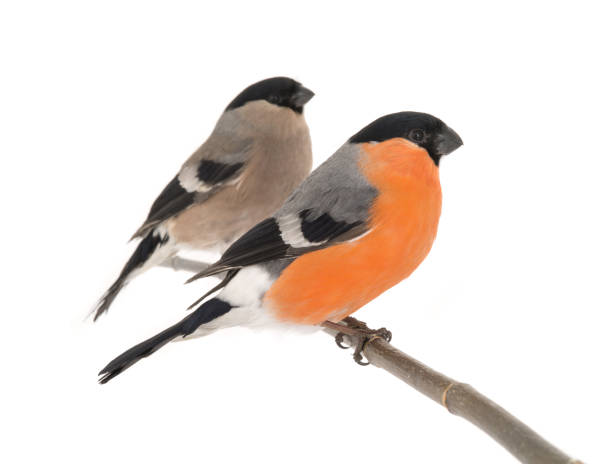 istock male and female bullfinch 682224536