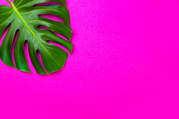 istock Green tropical palm leaf on pink colored background. Minimal flat lay style. Overhead, top view, copy space 682231384