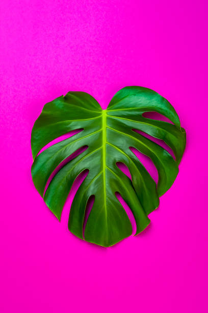 istock Green tropical palm leaf on pink colored background. Minimal flat lay style. Overhead, top view, copy space 682231488