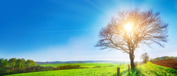 istock A lonely tree on a green meadow, a vibrant rural landscape with blue sky 682236180