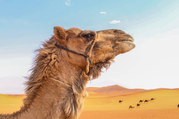 testa di cammello - united arab emirates liwa desert saudi arabia arabia foto e immagini stock