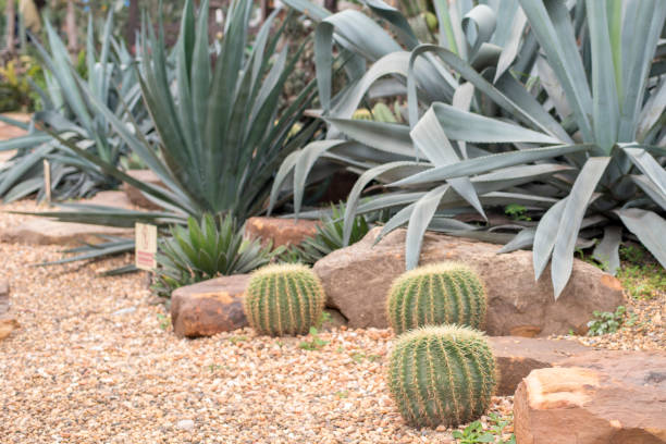istock cactus in desert, cactus Nature green background 682239452