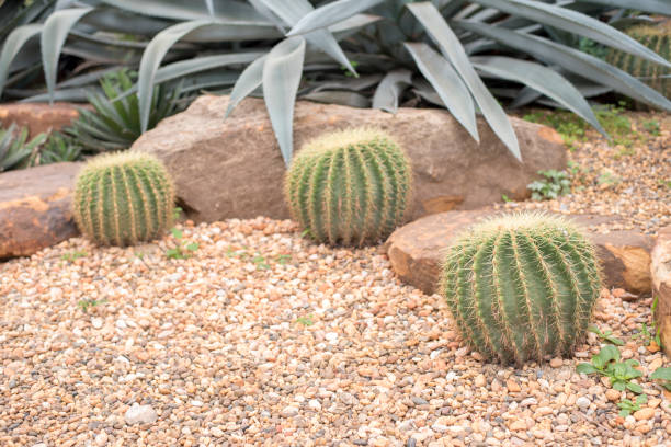 istock cactus in desert, cactus Nature green background 682239572