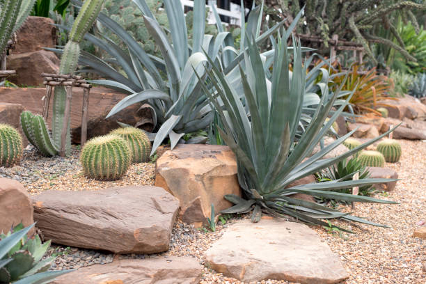 istock cactus in desert, cactus Nature green background 682239808
