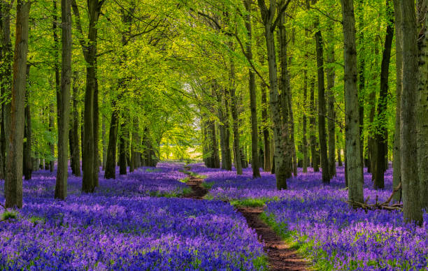 weg durch die bluebells - trail landscape footpath nature stock-fotos und bilder