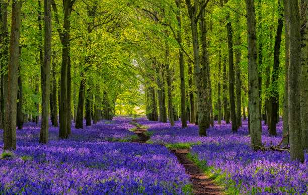 Path Through The Bluebells Path Through The Bluebells forest path stock pictures, royalty-free photos & images