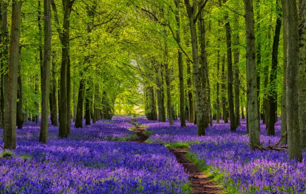 Photo of Path Through The Bluebells