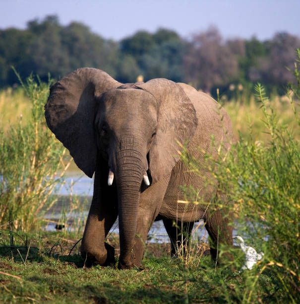 istock Baby elephant standing in the grass near the river. 682243086
