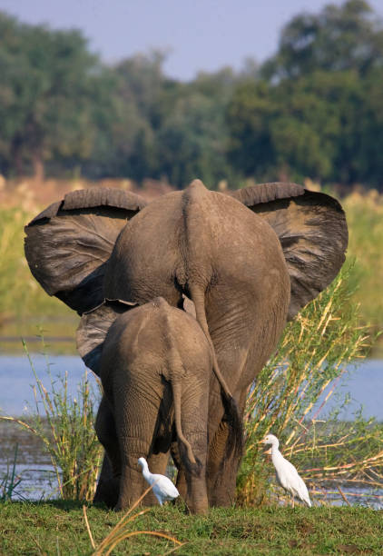 istock Elephant with baby near the Zambezi River. 682243120