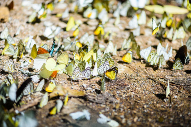 istock many pieridae butterflies gathering water on floor 682243146