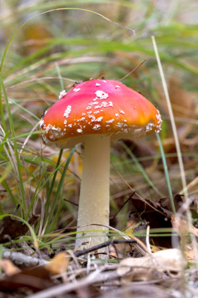 istock fly agaric mushroom in the grass in the forest 682243248