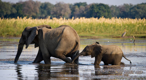 istock Elephant with baby crossing the river Zambezi. 682243318