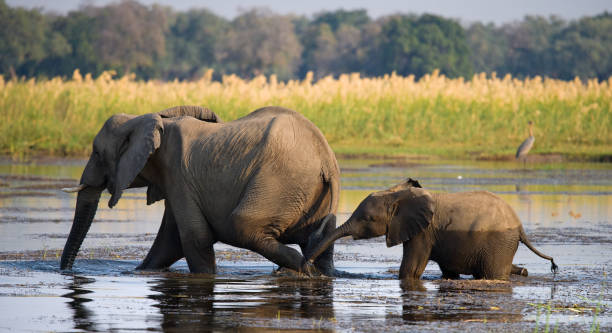 istock Elephant with baby crossing the river Zambezi. 682243346