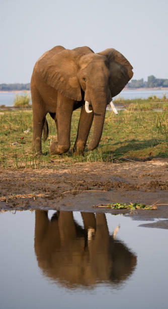 istock The elephant stands next to the Zambezi river with reflection in water. 682243362