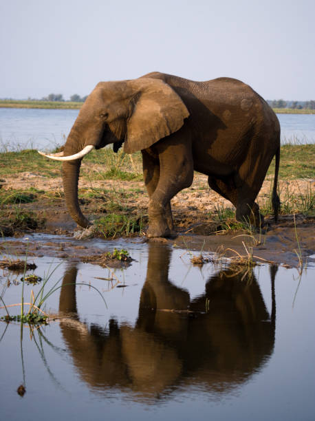 istock The elephant stands next to the Zambezi river with reflection in water. 682243462