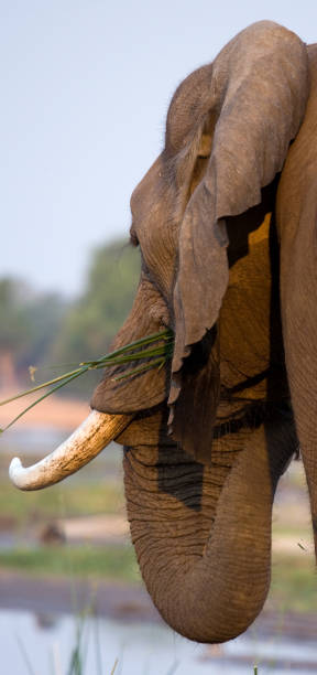 Portrait of the elephant close-up.