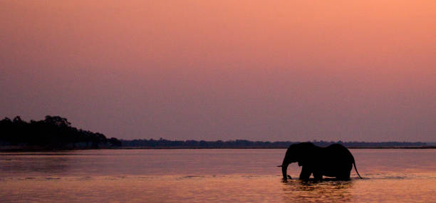 istock Elephant crossing the Zambezi River at sunset in pink. 682243942