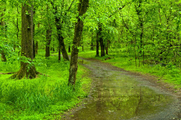 Green Lush Nature Area with Hiking Trail Path Rainy Day