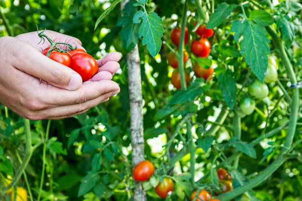 istock Farmer collects cherry tomatoes in the greenhouse. 682244322