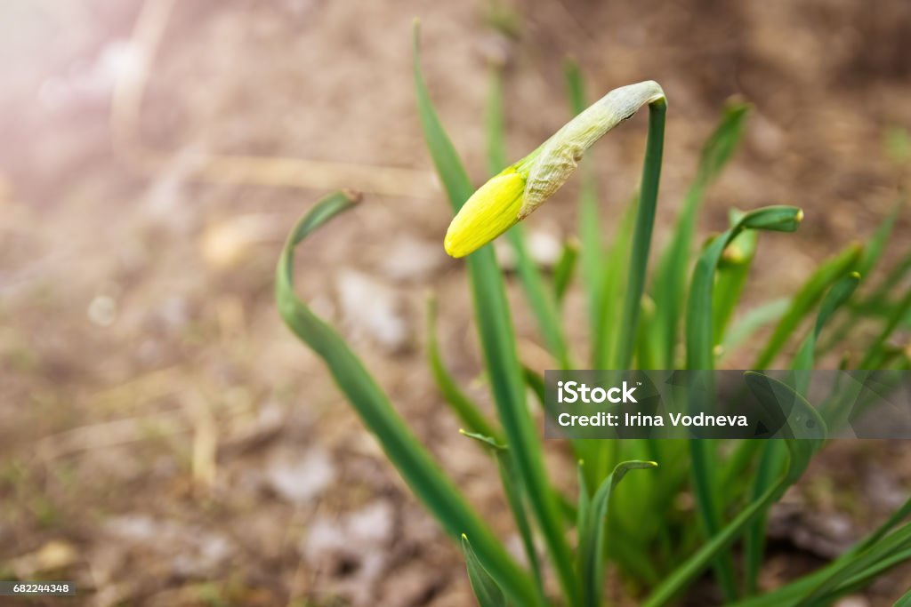 Shoots of narcissus. Trumpet daffodil.  lent lily. Spring shoots of narcissus. Trumpet daffodil.  lent lily. Agriculture Stock Photo