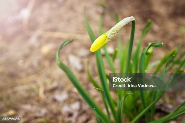 Shoots Of Narcissus Trumpet Daffodil Lent Lily Stock Photo - Download Image Now - Agriculture, Backgrounds, Beginnings