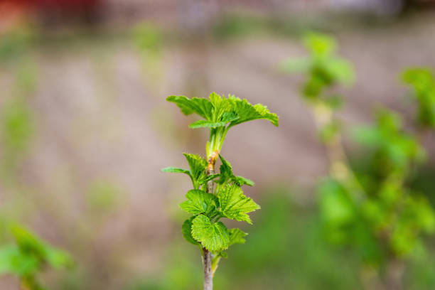 Spring shoots of currant. Currant seedlings. Young sprout of currant. Growing currant.
