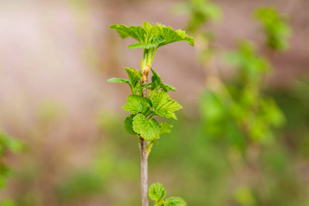 Spring shoots of currant. Currant seedlings. Young sprout of currant. Growing currant.