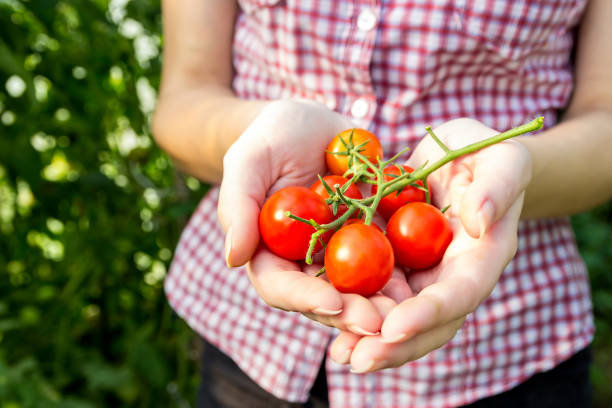istock Farmer collects cherry tomatoes in the greenhouse. 682244546