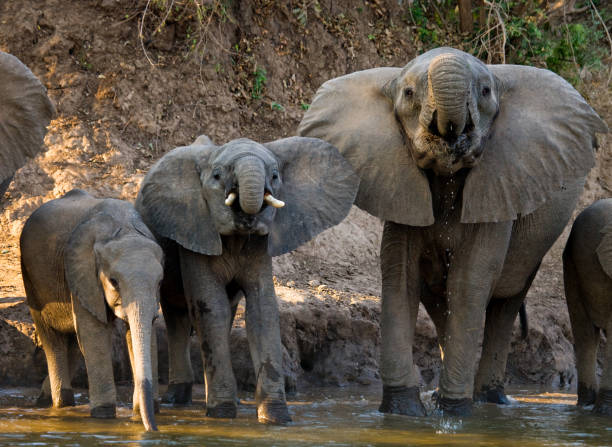 istock Three elephants standing near the water. 682244904