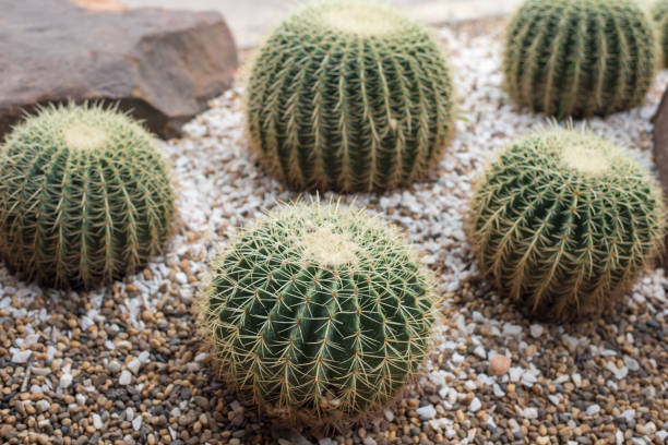 istock cactus in desert, cactus Nature green background 682247520