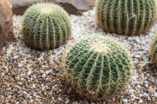 istock cactus in desert, cactus Nature green background 682247624