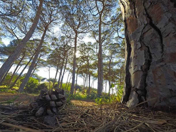 트렁크에 의한 소나무 콘 - 숲주름버섯 뉴스 사진 이미지