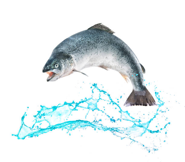istock Salmon fish jumping out of water 682255062