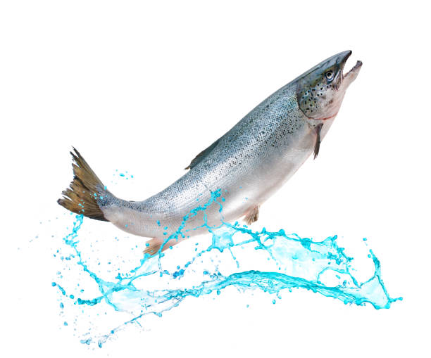 istock Salmon fish jumping out of water 682255064