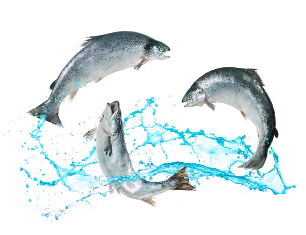 pesci salmone che saltano fuori dall'acqua - sockeye salmon immagine foto e immagini stock